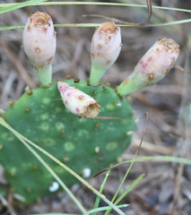 Opuntia macrorhiza