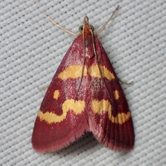 Pyrausta tyralis