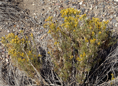 Chrysothamnus greenei