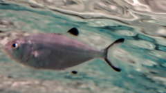 Trachinotus ovatus