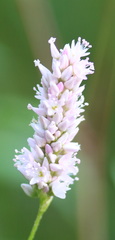 Persicaria bicornis