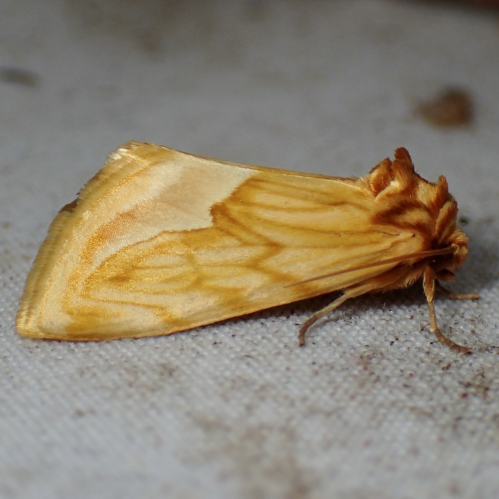 Cirrhophanus dyari
