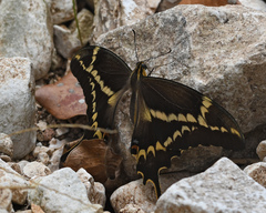 Heraclides aristodemus