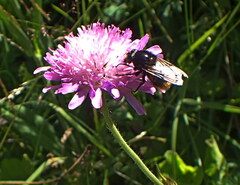 Volucella bombylans