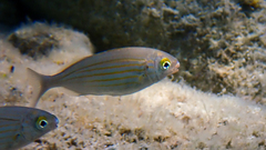 Sarpa salpa