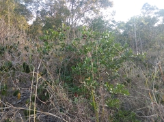 Psidium cattleyanum