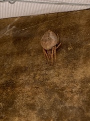 Araneidae
