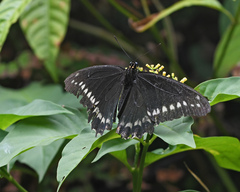 Battus polydamas polycrates