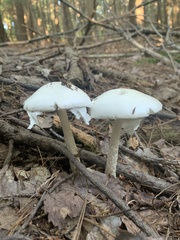 Amanita bisporigera