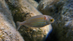 Sarpa salpa