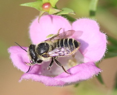 Megachile parallela