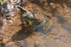 Lithobates septentrionalis