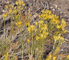 Chrysothamnus greenei