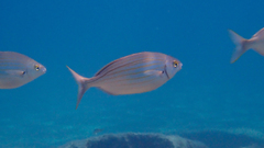 Sarpa salpa
