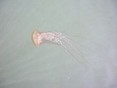 Chrysaora fuscescens