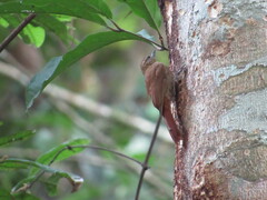 Glyphorynchus spirurus