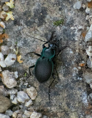 Carabus amplipennis