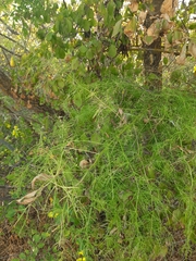Asparagus verticillatus