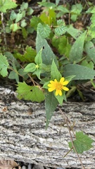Helianthus hirsutus