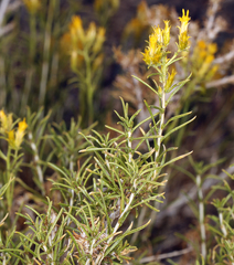 Chrysothamnus greenei