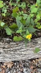 Helianthus hirsutus