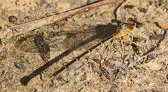 Argia apicalis