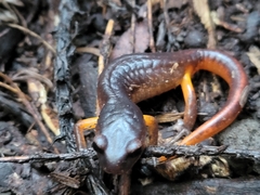 Ensatina eschscholtzii