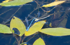Erythromma lindenii