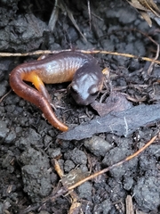 Ensatina eschscholtzii