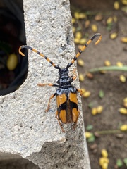 Dendrobias mandibularis