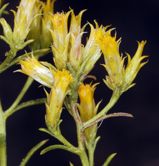 Chrysothamnus greenei