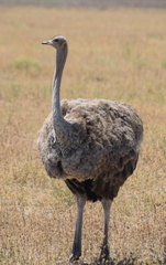 Struthio camelus massaicus
