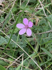 Erodium cicutarium