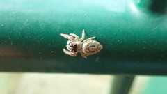 Macaroeris nidicolens