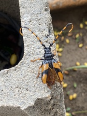 Dendrobias mandibularis
