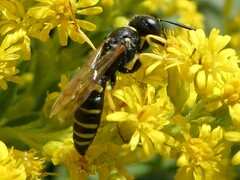 Philanthus