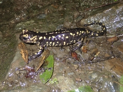 Salamandra salamandra