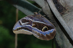 Eryphanis aesacus
