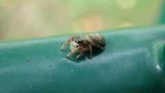 Macaroeris nidicolens