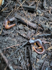 Ensatina eschscholtzii