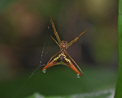Micrathena militaris