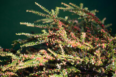 Cotoneaster horizontalis