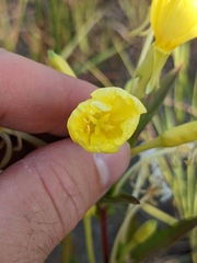 Oenothera
