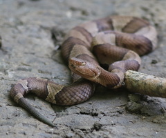 Agkistrodon laticinctus
