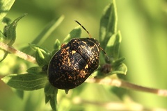Orsilochides guttata