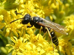 Philanthus