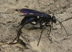 Anoplius