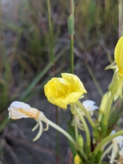 Oenothera