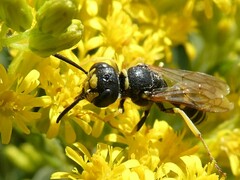 Philanthus