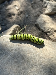 Papilioninae